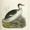 Podiceps californicus, California Grebe.