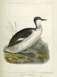 Podiceps californicus, California Grebe.