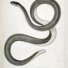 Eutania faireyi, Fairey's Garter Snake.