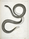 Eutania faireyi, Fairey's Garter Snake.