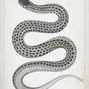 Eutania haydenii, Hayden's Garter Snake.