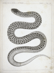 Eutania haydenii, Hayden's Garter Snake.