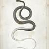 Eutania faireyi, young, Prairie Water Snake.