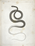 Eutania faireyi, young, Prairie Water Snake.