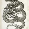 Scotophis vulpinus, Fox Snake.