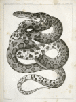 Scotophis vulpinus, Fox Snake.
