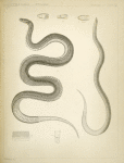 1. Regina grahamii;  2. Celuta amoena (Missouri).