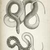 1. Bascanion vetutustus, Blue Racer (Washington Territory);  2. Regona Kirtlandii, Kirtland's Snake.