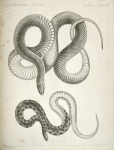 1. Bascanion vetutustus, Blue Racer (Washington Territory);  2. Regona Kirtlandii, Kirtland's Snake.