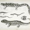1. Ambystoma tenebrosum, Black Mudpup. b, head from above; 2. Ambystoma ingens, The Huge Mudpup. a. full view, b. side of head, c. head above, d. from below, e. f. g. as seen from below; 3. Ambystoma macrodactylum (Astoria, Oregon); 4. Ambystoma  vehiculum (Astoria, Oregon); 5. Batrachoseps attenuatus, (California).