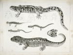 1. Ambystoma tenebrosum, Black Mudpup. b, head from above; 2. Ambystoma ingens, The Huge Mudpup. a. full view, b. side of head, c. head above, d. from below, e. f. g. as seen from below; 3. Ambystoma macrodactylum (Astoria, Oregon); 4. Ambystoma  vehiculum (Astoria, Oregon); 5. Batrachoseps attenuatus, (California).