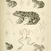 1. Pana halecina, Spotted Frog, b. under surface of head, c.  under surface of left fore foot, d. under surface of left hind foot; 2. Rana boylii, Boyl's Frog (California), a. b. lateral and under views, c. d. as in preceding,; 3. Rana boylii, Boyl's Frog, young. b. c. as c. and d.  in preceding; 4. Rana septentrionalis, Northern Frog (Fort Ripley, Minnesota). a. b. etc., as in preceding; 5. Rana catesbiana, Catesby's Frog. References as in Fig. 2.