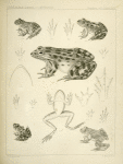 1. Pana halecina, Spotted Frog, b. under surface of head, c.  under surface of left fore foot, d. under surface of left hind foot; 2. Rana boylii, Boyl's Frog (California), a. b. lateral and under views, c. d. as in preceding,; 3. Rana boylii, Boyl's Frog, young. b. c. as c. and d.  in preceding; 4. Rana septentrionalis, Northern Frog (Fort Ripley, Minnesota). a. b. etc., as in preceding; 5. Rana catesbiana, Catesby's Frog. References as in Fig. 2.