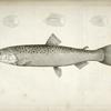 1-4. Salnmo quinnat, young, Quinnat Salmon.