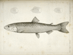 1-4. Salnmo quinnat, young, Quinnat Salmon.