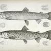 1-4. Salmo gibbsii, Gibbs' Salmon Trout; 5-8. Salmo stellatus, Star-spotted Brook Trout.