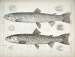 1-4. Salmo gibbsii, Gibbs' Salmon Trout; 5-8. Salmo stellatus, Star-spotted Brook Trout.