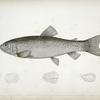 1-4. Salar lewisii, Lewis' Missouri Trout.