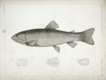 1-4. Salar lewisii, Lewis' Missouri Trout.