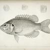 Ambloplites aeneus, Black Bass, &c.