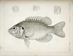 Ambloplites aeneus, Black Bass, &c.