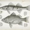 1-4. Labrax chrysops, Bass of the Mississippi, 5-8. Stizostedion boreus, Okow or Pike Perch.