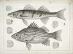 1-4. Labrax chrysops, Bass of the Mississippi, 5-8. Stizostedion boreus, Okow or Pike Perch.