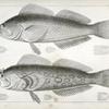 1-4. Chiropsisi pictus, Painted Chiropsis; 5-8. Chiropsis guttatus, Speckled Chiropsis.