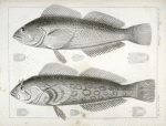 1-4. Chiropsisi pictus, Painted Chiropsis; 5-8. Chiropsis guttatus, Speckled Chiropsis.