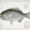 Embiotoca perspicabilis, The Sapphire Perch.