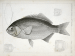 Embiotoca perspicabilis, The Sapphire Perch.