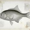 Damalichthys vacca, Silvery Perch.