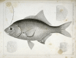 Damalichthys vacca, Silvery Perch.