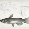 1-3. Pimelodus ailurus, Blunt-tailed Cat Fish.
