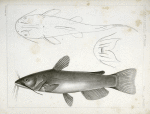 1-3. Pimelodus ailurus, Blunt-tailed Cat Fish.
