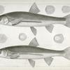1-4. Mylocheilus frateculus; 5-8. Mylocheilus lateralis.
