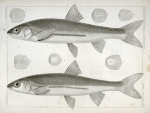 1-4. Mylocheilus frateculus; 5-8. Mylocheilus lateralis.