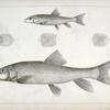 1-4. Catostomus sucklii, Nebraska Sucker; 5. Young of the same.