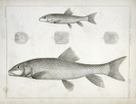 1-4. Catostomus sucklii, Nebraska Sucker; 5. Young of the same.