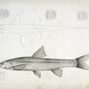 1-6. Pogonichthys communis, Nebraska Dace.