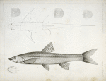 1-6. Pogonichthys communis, Nebraska Dace.