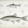 1-5. Cheonda cooperi, Vancouver Chub; 6-9. Cyprinoid (undetermined).