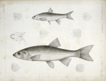 1-5. Cheonda cooperi, Vancouver Chub; 6-9. Cyprinoid (undetermined).