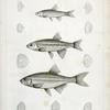 1-4. Richardsonius balleatus, Steilacoom Killy; 5-8. R. lateralis, Spotted Killy.
