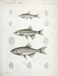 1-4. Richardsonius balleatus, Steilacoom Killy; 5-8. R. lateralis, Spotted Killy.