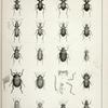 1. Omus Dejeanii; 2. Omus Audouinii; 3. Omus californicus; 4. Promecognathus laevissimus; 5. Agaosoma californicum, a. anteior tibia; 6. Cychrus tuberculatus; 7. Carabus taedatus; 8. Calosoma cancellatum; 9. Calosoma discors; 10. Trachypachys inermis; 11. Amphizoa Insolens; 11a. Amphizoa Insolens under viwew of head; 11b. under view of trunk; c. Antenna, d. anterior leg, e. posterior leg;  12. Thinopinus pictus; 13. Pleocoma fimbriata, a. antenna; 14. Amphicyrta chrysomelina; 15. Sinodendron rugosum, 16. Ancylochira Langii; 17. Ancylochira Gibbsii; 18. Perothops Witticki; 19. Exops ovicollis.