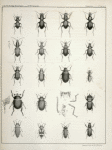 1. Omus Dejeanii; 2. Omus Audouinii; 3. Omus californicus; 4. Promecognathus laevissimus; 5. Agaosoma californicum, a. anteior tibia; 6. Cychrus tuberculatus; 7. Carabus taedatus; 8. Calosoma cancellatum; 9. Calosoma discors; 10. Trachypachys inermis; 11. Amphizoa Insolens; 11a. Amphizoa Insolens under viwew of head; 11b. under view of trunk; c. Antenna, d. anterior leg, e. posterior leg;  12. Thinopinus pictus; 13. Pleocoma fimbriata, a. antenna; 14. Amphicyrta chrysomelina; 15. Sinodendron rugosum, 16. Ancylochira Langii; 17. Ancylochira Gibbsii; 18. Perothops Witticki; 19. Exops ovicollis.