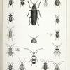 1. Nyctoporis galeata; 2. Nosoderna diabolicum ; 3. Cononotus sericans; 4. Phaleria globosa; 5. Nyctobates serrata; 6. Lytta Cooperi; 7. Ditylus vestitus; 8. Emphyastes fucicola; 9. Ergates spiculatus (f); 9a. . Ergates spiculatus (m);  10. Opsimus quadrilineatus; 11. Rosalia funebris; 12. Ulochaetes leoninus; 13. Acmaeops coriacea; 14. Leptura valida; 15. Plectrura producta; 16. Mesosa Guexi.