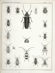 1. Nyctoporis galeata; 2. Nosoderna diabolicum ; 3. Cononotus sericans; 4. Phaleria globosa; 5. Nyctobates serrata; 6. Lytta Cooperi; 7. Ditylus vestitus; 8. Emphyastes fucicola; 9. Ergates spiculatus (f); 9a. . Ergates spiculatus (m);  10. Opsimus quadrilineatus; 11. Rosalia funebris; 12. Ulochaetes leoninus; 13. Acmaeops coriacea; 14. Leptura valida; 15. Plectrura producta; 16. Mesosa Guexi.