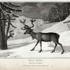 Rein Deer, Cevus Tarandus.